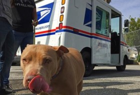 美国邮政总局举办“狗咬意识周”