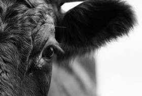 田纳西州兽医警告牛患“疯牛病”的风险