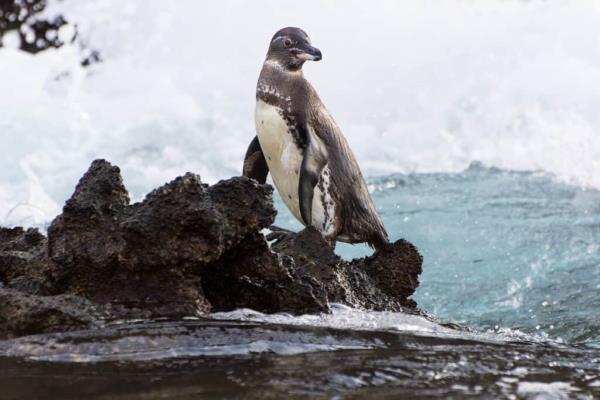Galapagos penguin on the rocks