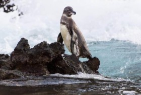 10个令人难以置信的加拉帕戈斯企鹅事实