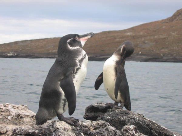 Galapagos penguins