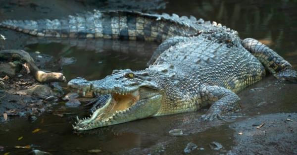 Stro<em></em>ngest animal bite – saltwater crocodile