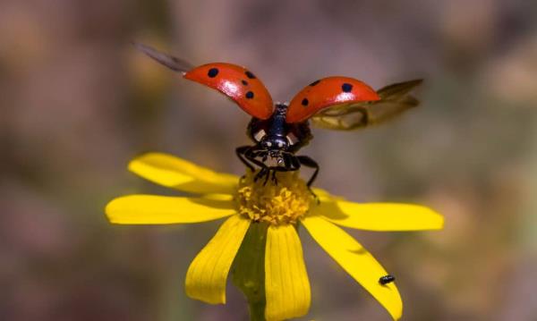 Ladybug, Flying, Flower, Taking Off - Activity, Animal