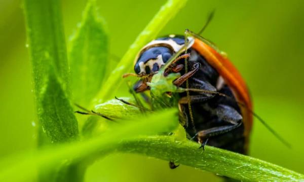 Ladybug, Eating, Aphid, Animal, Animal Wildlife