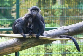 猴子是如何交配的?解释猴子的繁殖习惯