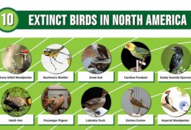 10种北美绝种鸟类
