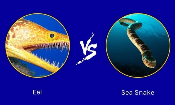 Eel vs Sea Snake