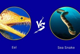 海蛇vs鳗鱼:5个关键区别解释
