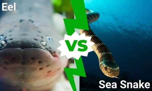 Eel vs Sea Snake