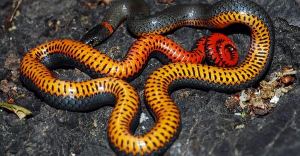 Are Ringneck Snakes Poiso<em></em>nous or Dangerous