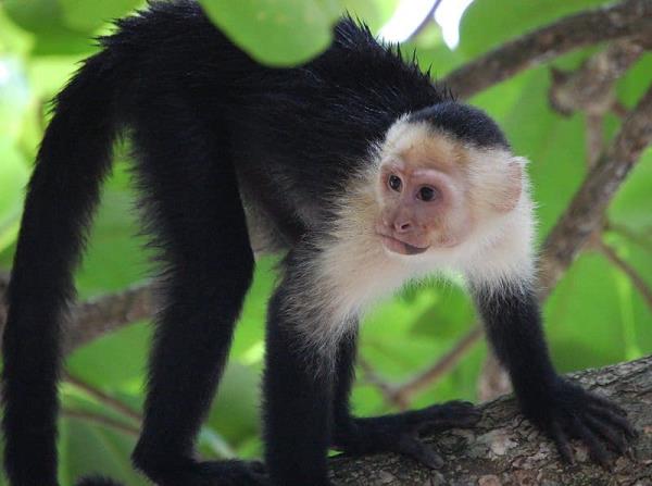 White-faced Capuchin mo<em></em>nkey (Cebus capucinus) in Manuel Anto<em></em>nio Natio<em></em>nal Park, Costa Rica.