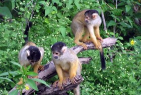 4只猴子在哥斯达黎加