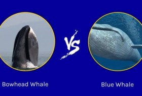 弓头鲸和蓝鲸