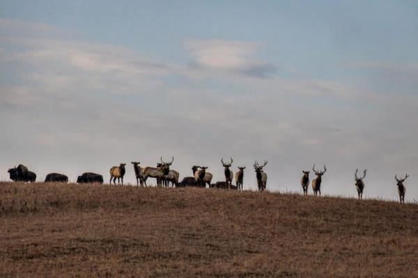 herd of moose