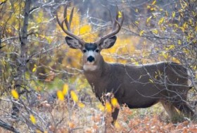 蒙大拿州的鹿季:你需要知道的一切准备