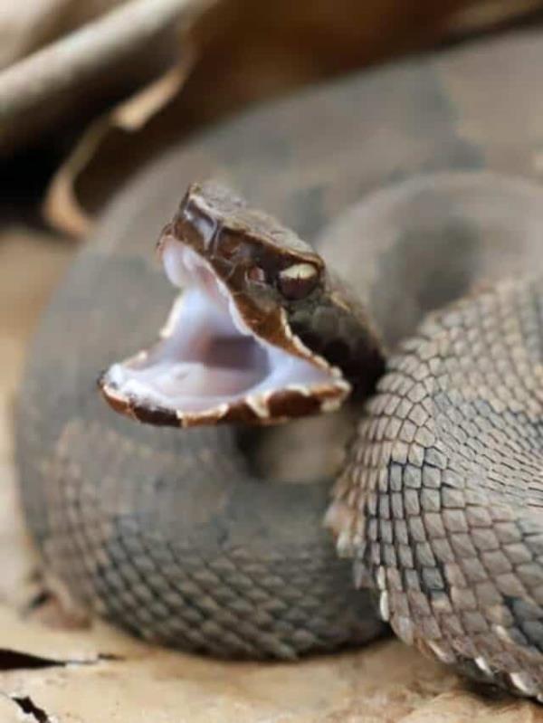 Side view of a Cotto<em></em>nmouth snake, ready to strike. The snake has a large spade-shaped head.