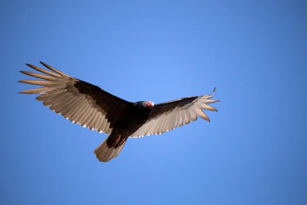 Flying turkey vulture in the sky