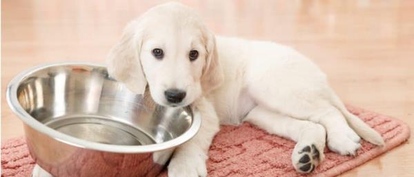 puppy with empty food bowl