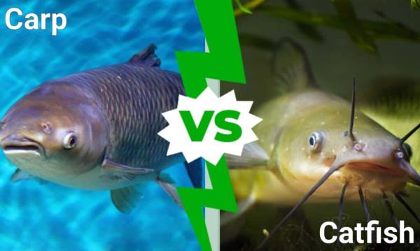 What do catfish eat - catfish feeding