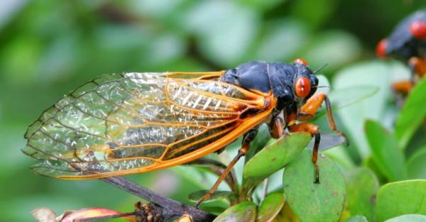 Why Do Cicadas o<em></em>nly Come Out Every 17 Years?