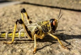 德克萨斯州的蝗虫:这些吵闹的虫子什么时候出现?
