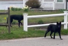 在罗德岛发现罕见的黑色土狼;警方呼吁公众保持距离