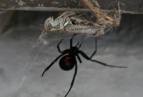 在西弗吉尼亚发现4只黑蜘蛛