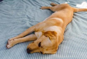 狗要多久才能从撕裂的前交叉韧带中恢复?