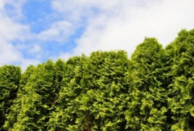 Degroot’s Spire vs. Emerald Green Arborvitae