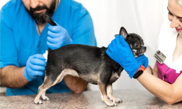 a dog who drips blood after pooping may require anal gland ex<em></em>pression