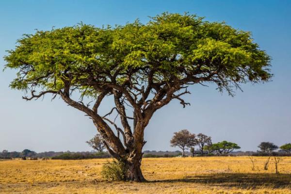 acacia tree in zimbabwe