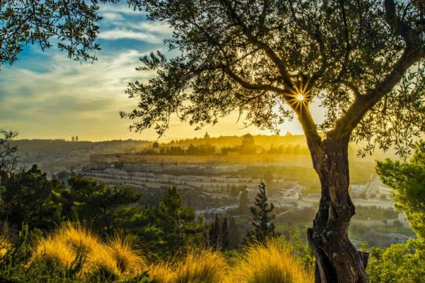 Mount Olivet (The Mount of Olives)
