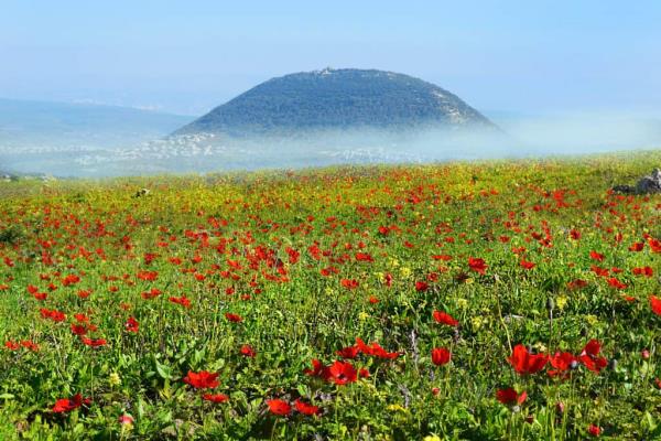 Mount Tabor in the background of field of poppies