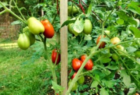 梅番茄和圣女果:主要区别是什么?