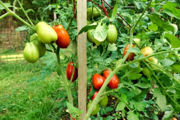 Plum (Roma variety) tomatoes on vine changing from green to red