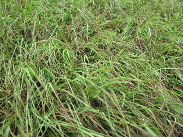 Paspalum notatum also known as Bahia grass