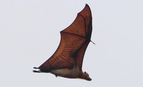 Extinct Animals: Guam Flying Fox