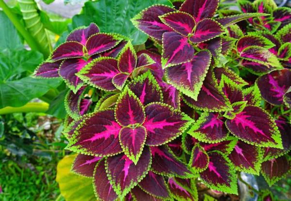 Red and green leaves of the coleus plant