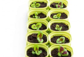 花椰菜种子:如何种植花椰菜