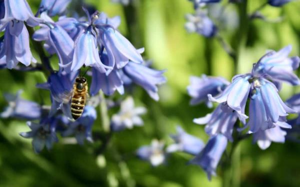 A ho<em></em>neybee collects pollen from a Spanish bluebell flower.