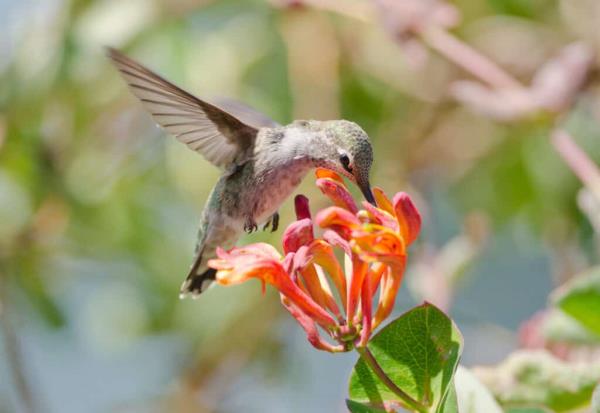 Hummingbird feeding on an orange ho<em></em>neysuckle flower