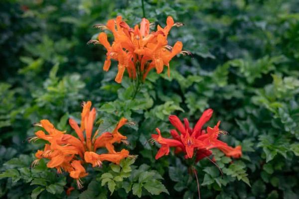 Orange ho<em></em>neysuckle flowers in front of green leaves