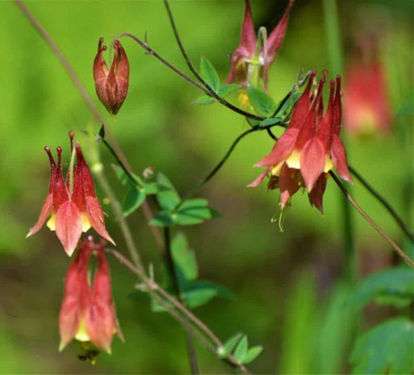 Cluster of red columbine flowers