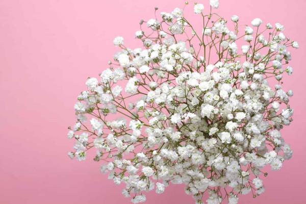 A bouquet of Baby's breath flowers on a pink background, close-up.