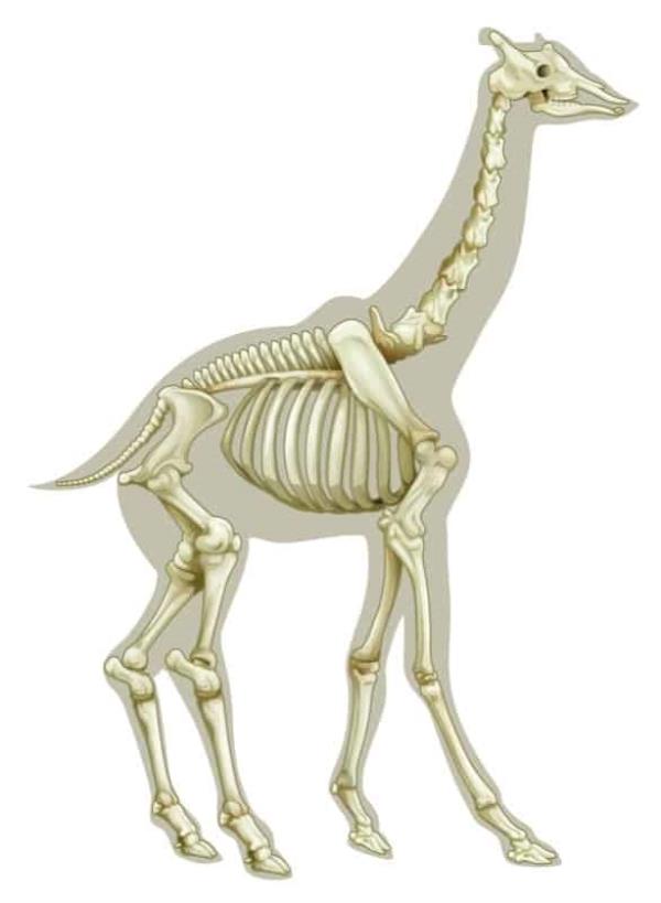 Giraffe Skeletal System Illustration