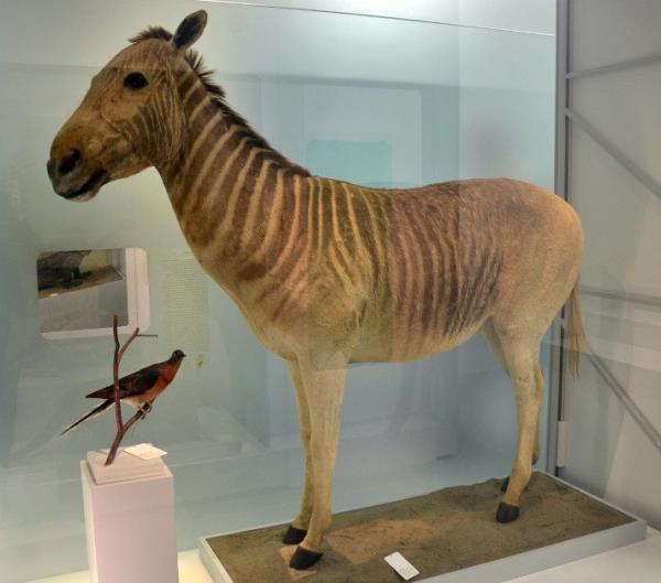 Taxidermied Quagga in the Naturhistorisches Museum of ba<em></em>sel.