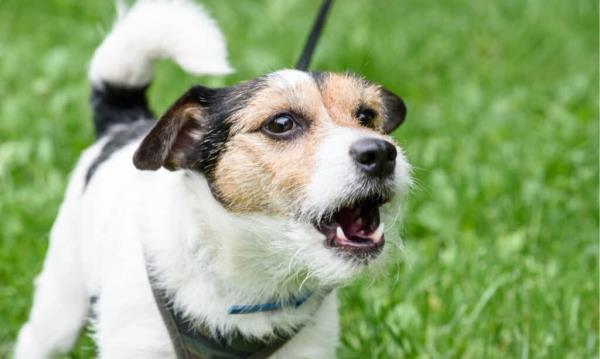 Can Dogs Lose Their Voice? Small dog barking
