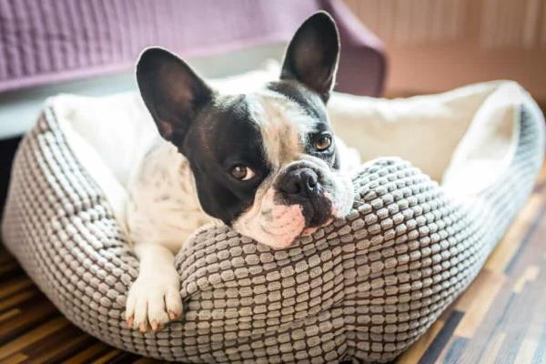 Can Dogs Lose Their Voice? dog head on bed