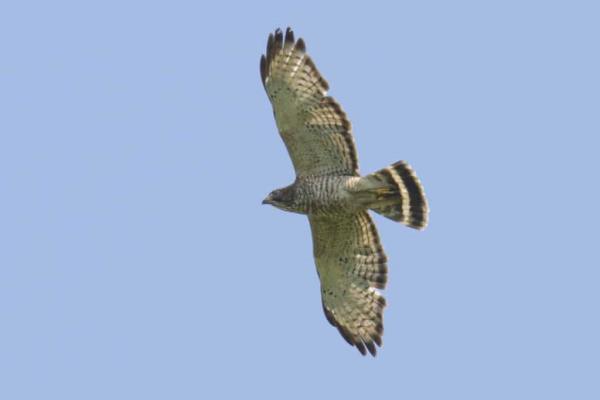 broad-winged hawk in flight