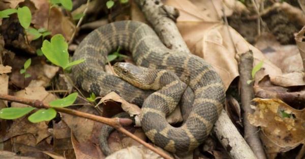 The northern water snake is the o<em></em>nly true water snake in Nebraska.